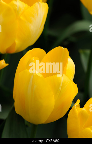 Tulipa candela fosteriana giallo tulip fiori da giardino fiore di primavera fioriscono letto fiore di colore colore Foto Stock