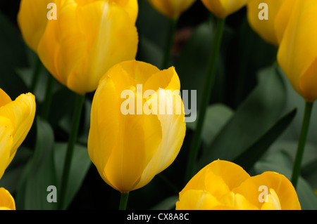 Tulipa candela fosteriana giallo tulip fiori da giardino fiore di primavera fioriscono letto fiore di colore colore Foto Stock