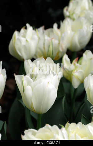 Tulipa imperatore esotico bianco fosteriana doppia tulip fiori da giardino fiore di primavera fioriscono letto fiore di colore colore Foto Stock