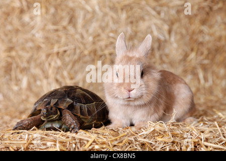 Sperone-thighed tortoise e lion con testa di coniglio Foto Stock