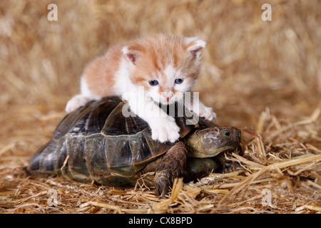 Sperone-thighed tortoise gattino Foto Stock