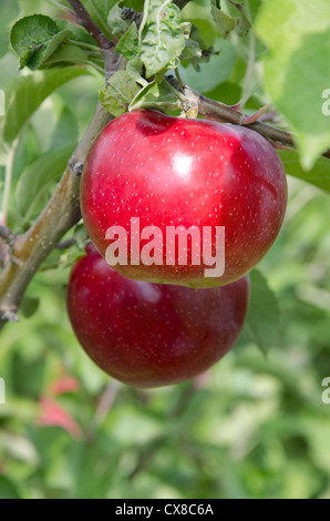 New York, LaFayette. Tipico meleto in Upstate New York al momento del raccolto. Foto Stock