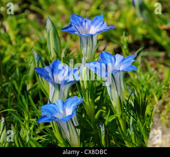 Enzian - Gentiana 02 Foto Stock