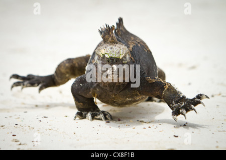 Iguana marina (Amblyrhynchus cristatus) nelle isole Galapagos Foto Stock