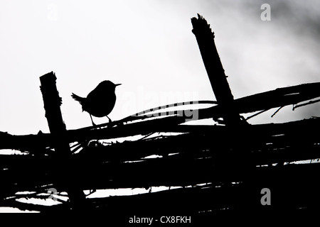 Silhouette di wren in piedi su un tessuto di recinzione di salice Foto Stock