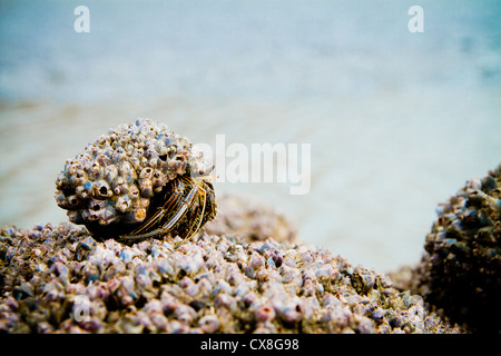 Il Granchio eremita su una spiaggia coperta di conchiglie macro Foto Stock