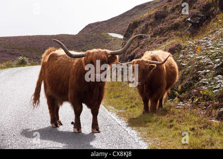 Posto di blocco! Scottish Highland Cattle/ mucche / Kyloe che blocca la strada vicino a Elgol, Isola di Skye, Scozia, Regno Unito Foto Stock