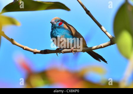 Rosso-cheeked cordon-bleu Foto Stock