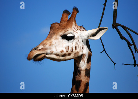 La giraffa la testa contro un cielo blu chiaro Foto Stock