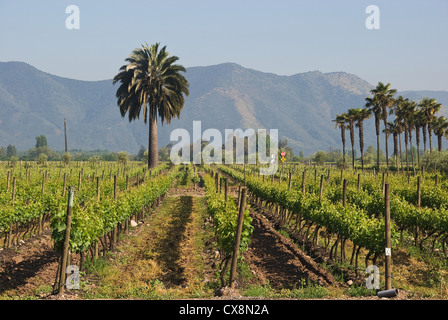 Elk198-1294 CILE, Santiago, cantina Undurraga, vigneto Foto Stock