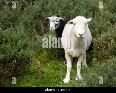 Il bianco e il nero pecore guardare il visualizzatore in Lake District inglese Foto Stock