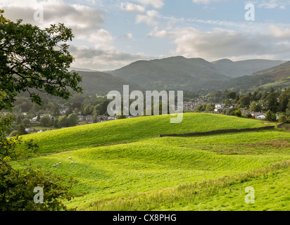 Pecore in prati su Ambleside vicino a Windermere nel Lake District in sera Foto Stock
