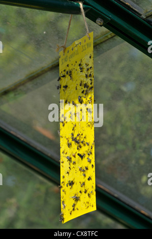 Flypaper, utilizzato per intrappolare insetti nocivi in serra Foto Stock