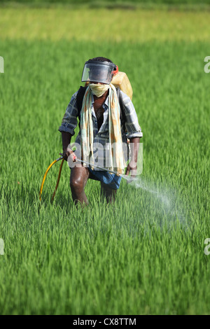 L'agricoltore indiano la spruzzatura di pesticidi Andhra Pradesh in India del Sud Foto Stock