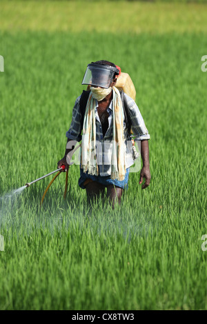 L'agricoltore indiano la spruzzatura di pesticidi Andhra Pradesh in India del Sud Foto Stock