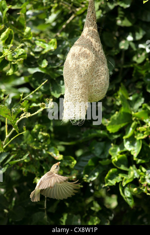 Baya Weaver femmina volanti nel nido - Ploceus philippinus - Andhra Pradesh in India del Sud Foto Stock