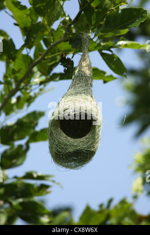 Baya Weaver nest - Ploceus philippinus - Andhra Pradesh in India del Sud Foto Stock