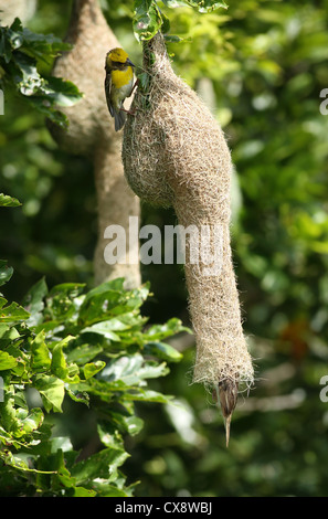 Baya Weaver giovane - femmina solo volare nel nido - Ploceus philippinus - Andhra Pradesh in India del Sud Foto Stock