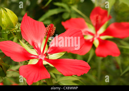 Rozelle. Medicinali hibiscus rosso. Hibiscus sabdariffa. Foto Stock