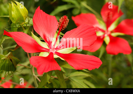 Rozelle. Medicinali hibiscus rosso. Hibiscus sabdariffa. Foto Stock