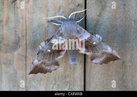 Il PIOPPO Hawkmoth Laothoe populi Foto Stock