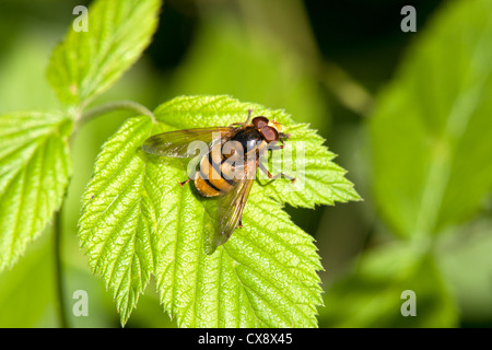 Hoverfly Volucella inanis adulto a riposo su una foglia Foto Stock