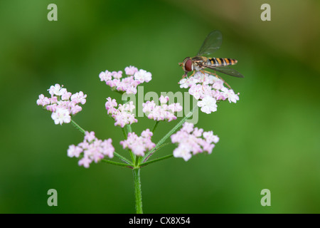 La marmellata di arance Hoverfly Episyrphus balteatus alimentazione su un fiore umbellifer Foto Stock
