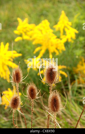 Alcuni comuni teasel e oro. Foto Stock