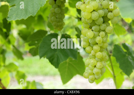 I grappoli di uve bianche appesi ad un vitigno. Foto Stock