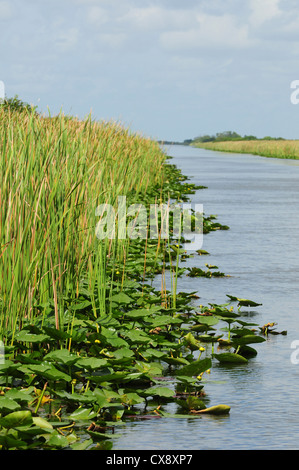 Ninfee galleggianti in acqua con vista panoramica Foto Stock