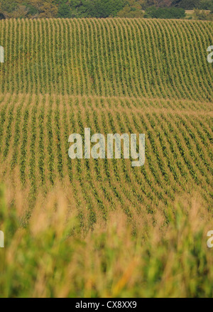 Righe di stocchi di mais in un cornfield in agriturismo Foto Stock