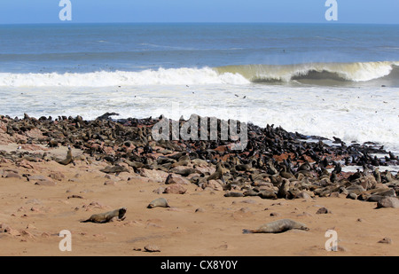 Colonia di guarnizioni di tenuta a Cape Cross Riserva, Oceano Atlantico costa in Namibia. Foto Stock