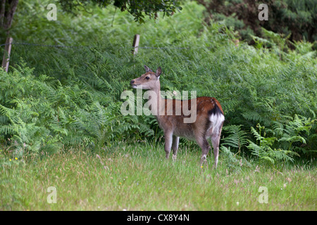 Sika Deer Cervus nippon giovane femmina Foto Stock