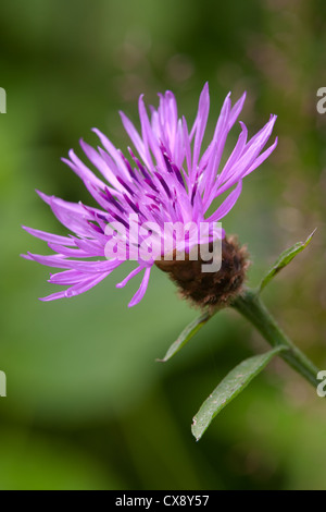 Comune Fiordaliso nero Centaurea nigra radiati forma di close-up di fiori Foto Stock