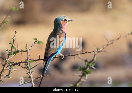 Lilla-breasted rullo, (Coracias caudatus), il Parco Nazionale di Etosha. Namibia Foto Stock