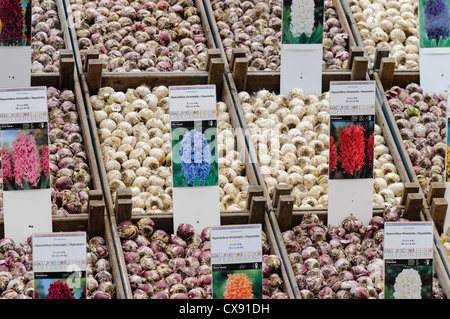 Bulbi di giacinto per la vendita nel mercato dei fiori di Amsterdam Foto Stock