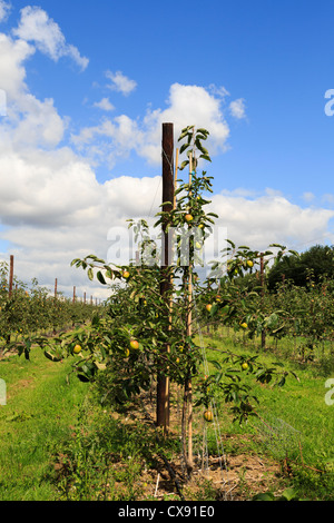 Apple orchard con mele mature sulle righe della pergola degli alberi giovani in tarda estate in Kent, Inghilterra, Regno Unito, Gran Bretagna Foto Stock