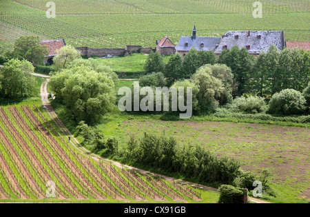 Vecchia vigna vicino a Palace Johannisberg nel Rheingau, Hesse, Germania Foto Stock