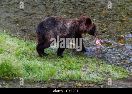 Grizzly Bear Cub la cattura del salmone ad hyder Alaska Foto Stock