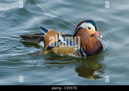 Anatra di mandarino su un laghetto Foto Stock