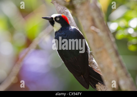 Acorn Woodpecker (Melanerpes formicivorus) appollaiato sul ramo a Savegre Mountain Lodge, Costa Rica. Foto Stock