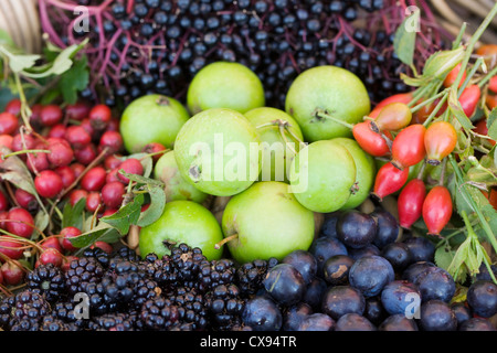 Frutti raccolti dalla siepe in un cestello. Foto Stock