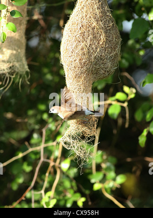 Indian Silverbill cercando di rubare un Baya Weaver nest - Andhra Pradesh in India del Sud Foto Stock