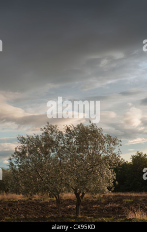 Albero di olivo in Toscana Foto Stock