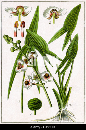 Sagittaria sagittifolia Foto Stock