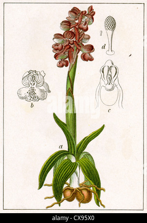 Orchis morio Foto Stock