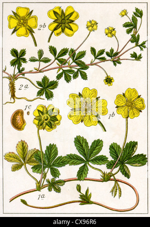 Potentilla reptans - Potentilla procumbens Foto Stock