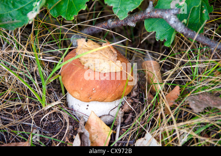 Fungo arancione-cap boletus nella foresta di autunno Foto Stock