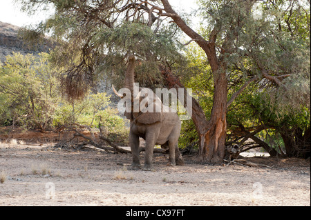 Deserto africano Elefante in Damaraland, Namibia Foto Stock