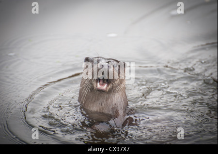 Otter sul fiume Stour, Blandford, Dorset Foto Stock